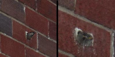 Birds: launching the next generation in Sauk Centre