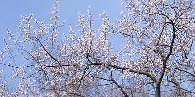 Cherry blossoms in Sauk Centre
