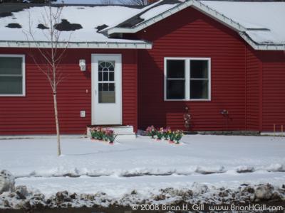 Flowers of spring, Minnesota style: Sauk Centre