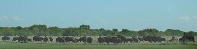 I got me a home, where the buffalo roam ....