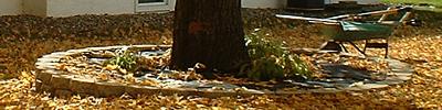 A rake, a wheelbarrow, and a whole lot of leaves.