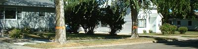 Dutch Elm strikes again