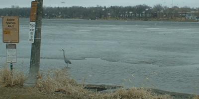 A cool bird wading at Sinclair Lewis Park in Sauk Centre
