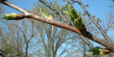 Cherry tree leaves