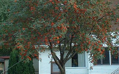 Wayfarer's tree or mountain ash, it's a fine sight.