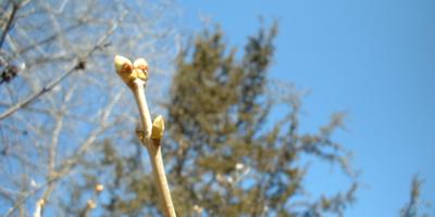 Leaves budding: springtime in Minnesota, for real!