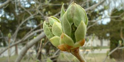 Lilac buds
