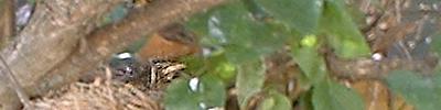 a watchful young robin