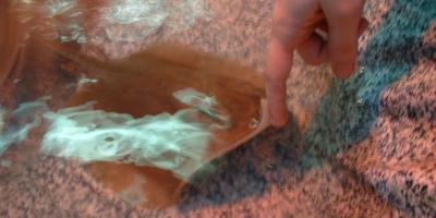 Getting to know a stingray at the Stearns County Fair