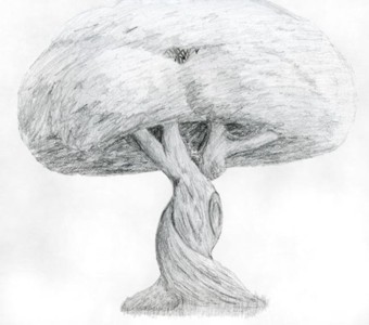 Twisted Oak